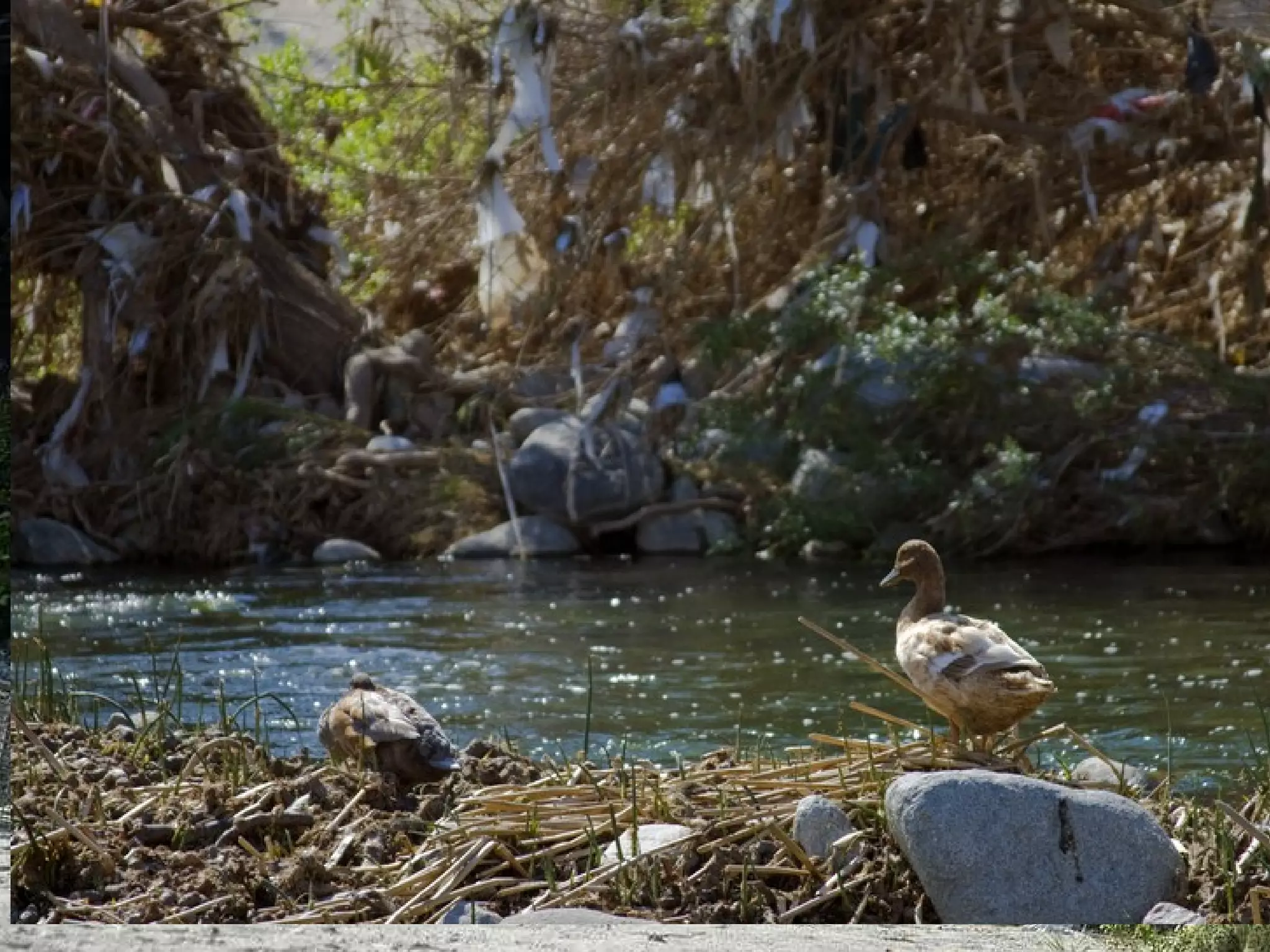 Plastics in the L.A. River 