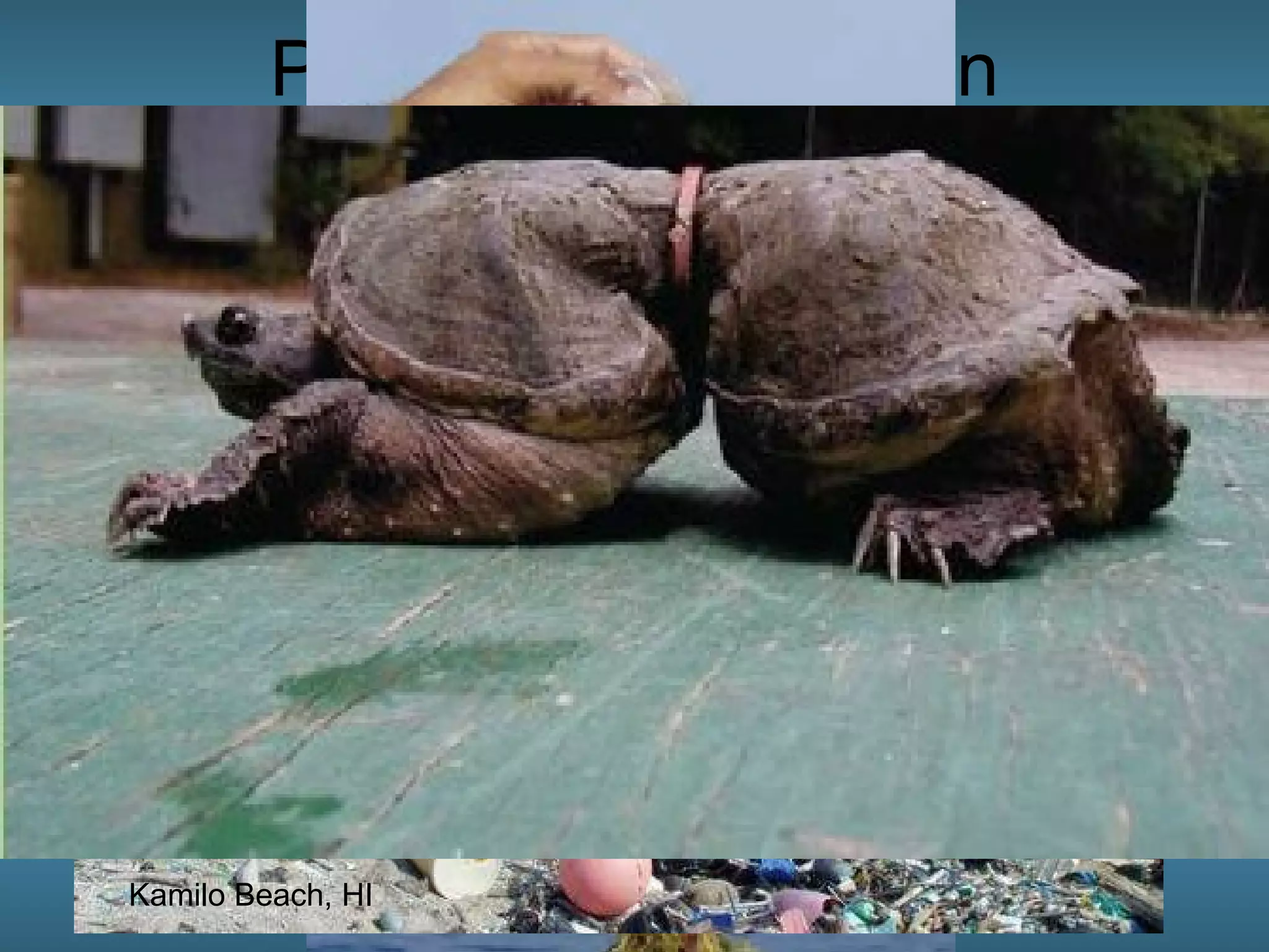 Plastics in the Ocean 17 plastic fragments found in the belly of a rainbow runner caught 1000 miles from land.  Kamilo Beach, HI 