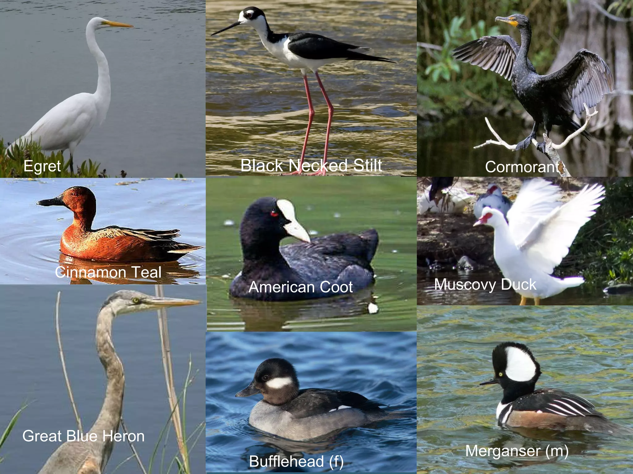 Egret   Black Necked Stilt Cormorant Cinnamon Teal American Coot Muscovy Duck Great Blue Heron Bufflehead (f)  Merganser (m) 