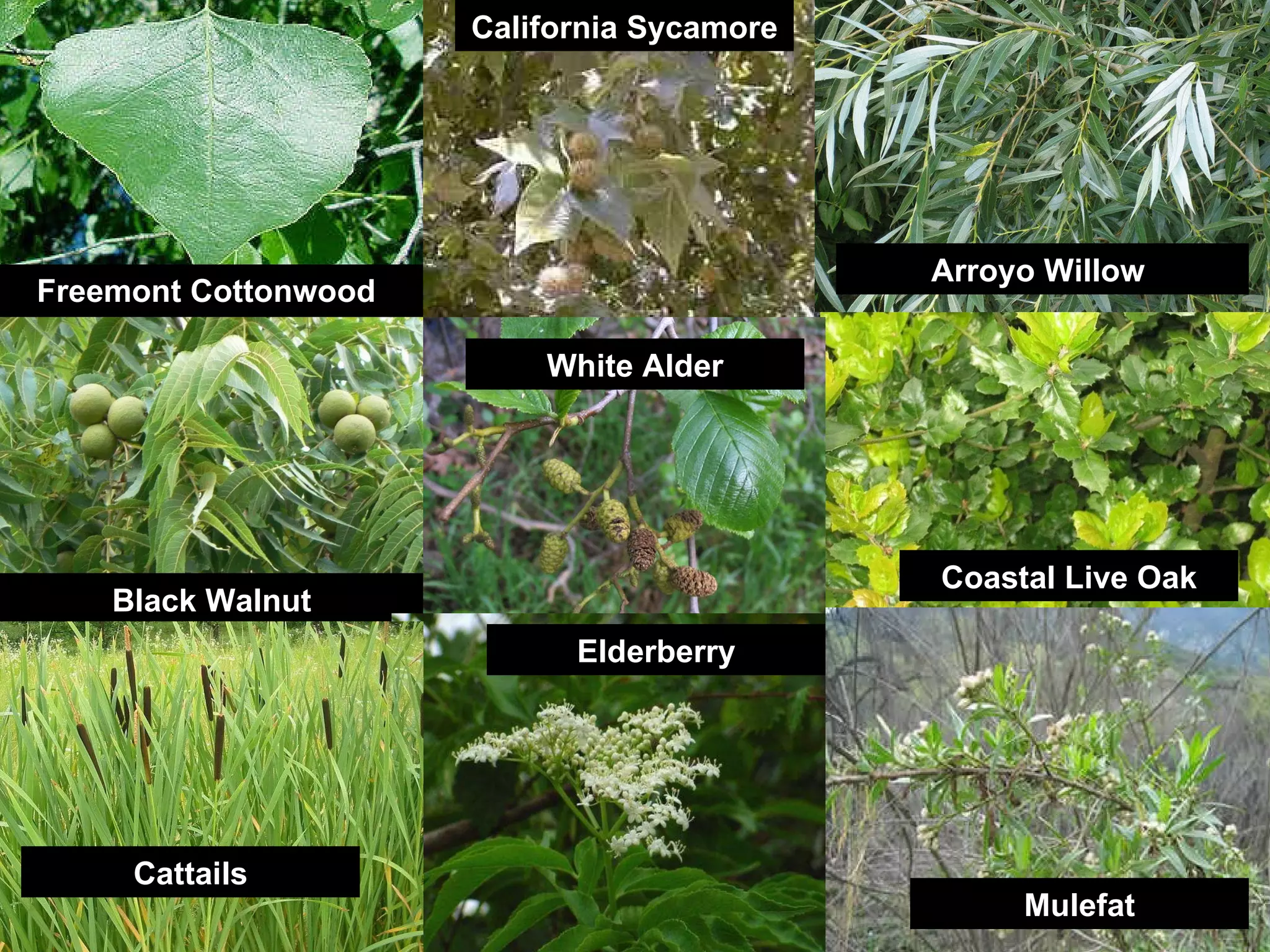 Freemont Cottonwood Arroyo Willow  Black Walnut White Alder Coastal Live Oak Cattails Elderberry Mulefat California Sycamore 