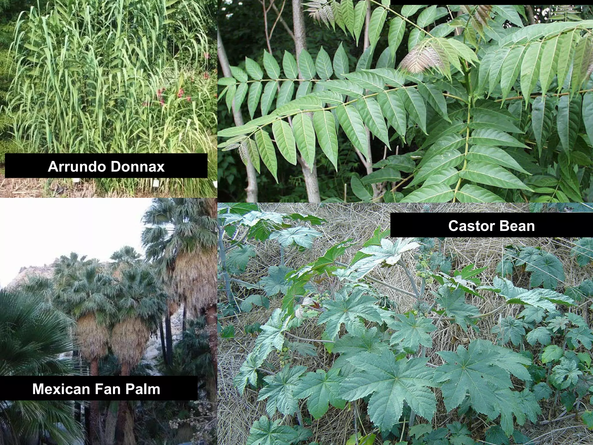 Arrundo Donnax Chinese Tree of Heaven Mexican Fan Palm Castor Bean 