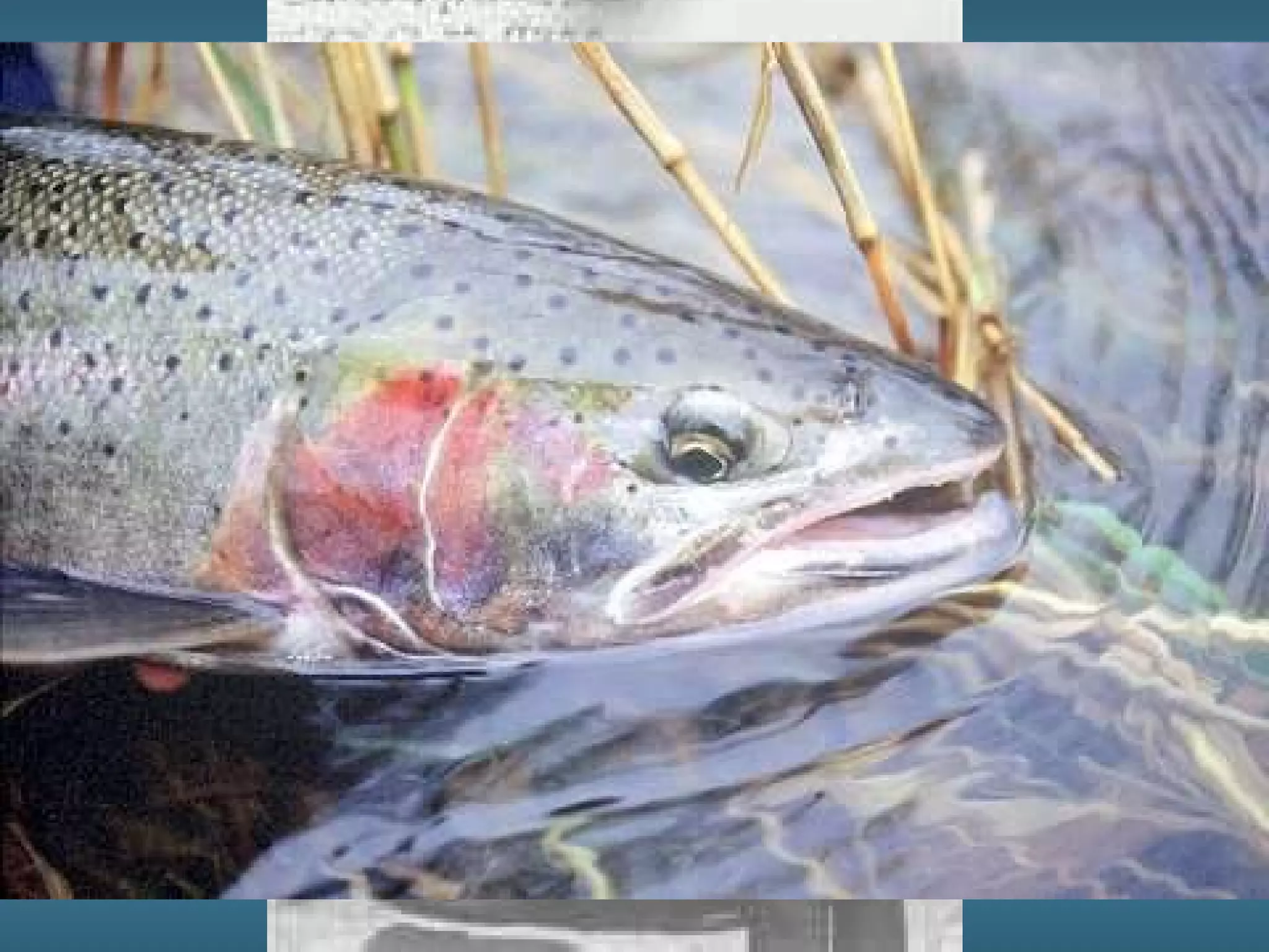 Steelhead trout caught below Glendale, 1940 
