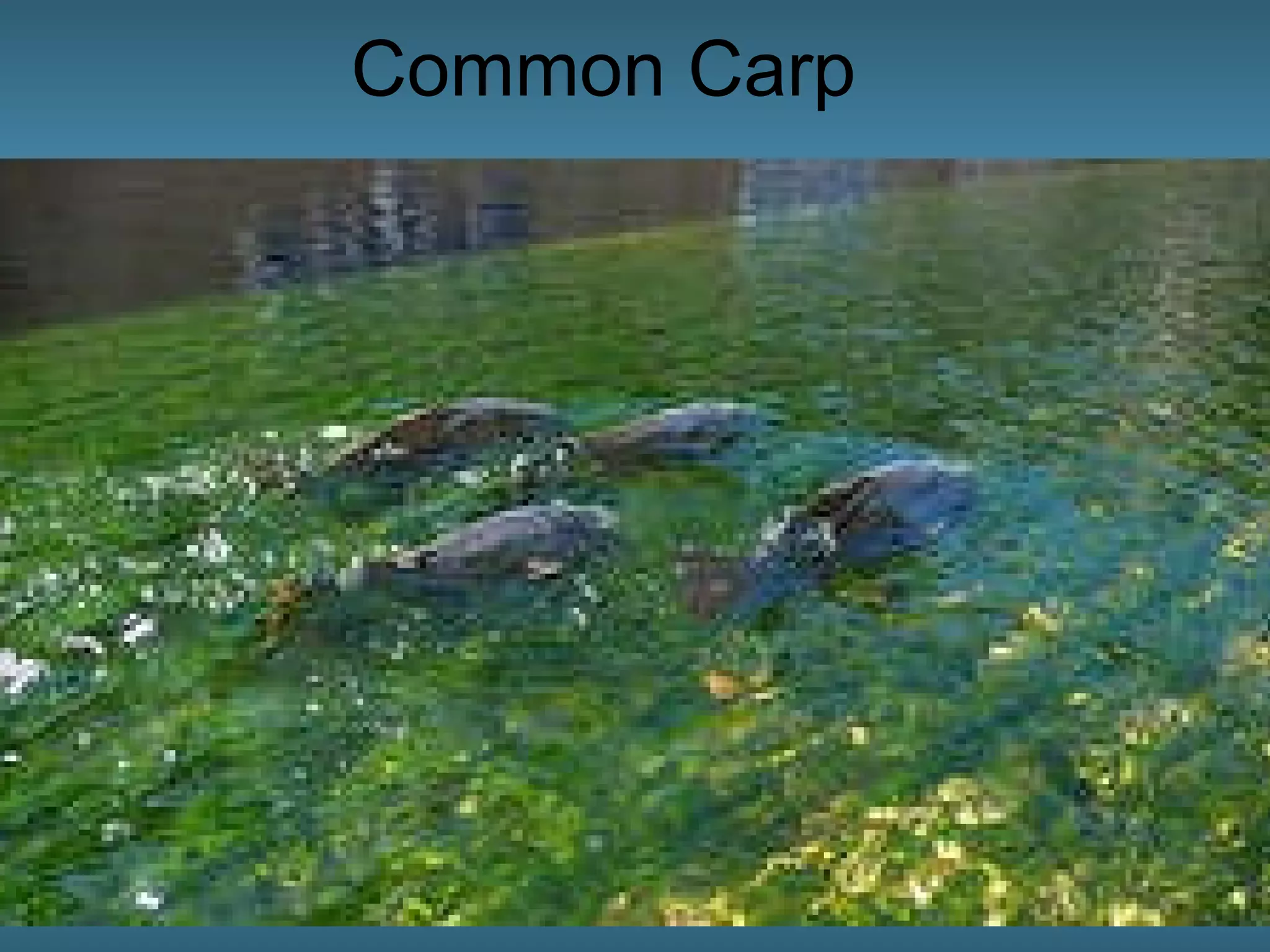 Common Carp 