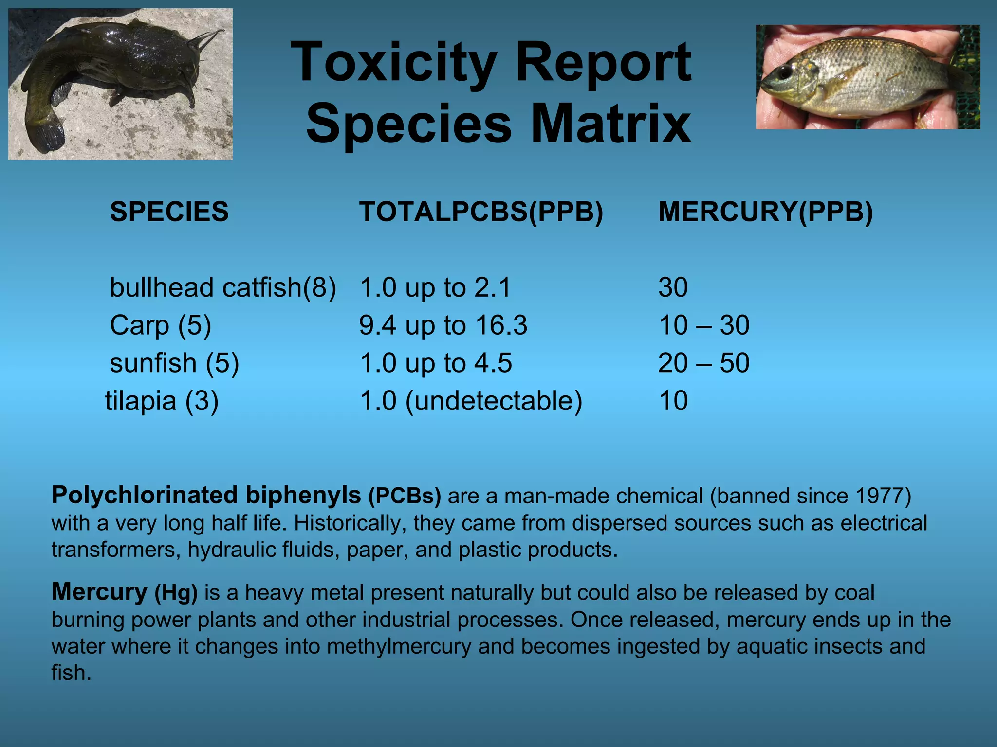 Toxicity Report  Species Matrix SPECIES  TOTALPCBS(PPB)  MERCURY(PPB)  bullhead catfish(8)  1.0 up to 2.1  30  Carp (5)    9.4 up to 16.3  10 – 30 sunfish (5)  1.0 up to 4.5  20 – 50    tilapia (3)  1.0 (undetectable)  10 Polychlorinated biphenyls   (PCBs)  are a man-made chemical (banned since 1977) with a very long half life. Historically, they came from dispersed sources such as electrical transformers, hydraulic fluids, paper, and plastic products.  Mercury  (Hg)  is a heavy metal present naturally but could also be released by coal burning power plants and other industrial processes. Once released, mercury ends up in the water where it changes into methylmercury and becomes ingested by aquatic insects and fish.  