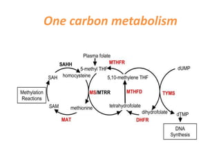 One carbon metabolism
 