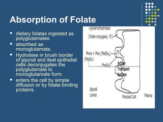 Folate and b12 metabolism | PPT