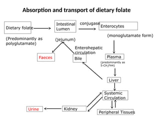 Comprehensive Overview of Folic Acid Metabolism and Its Biological ...