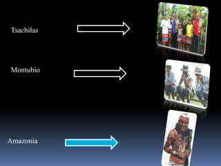 TsachilasMontubioAmazonia