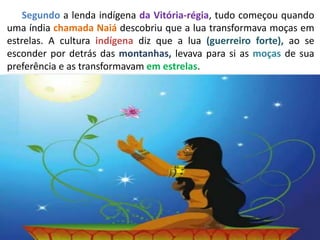 Segundo a lenda indígena da Vitória-régia, tudo começou quando
uma índia chamada Naiá descobriu que a lua transformava moças em
estrelas. A cultura indígena diz que a lua (guerreiro forte), ao se
esconder por detrás das montanhas, levava para si as moças de sua
preferência e as transformavam em estrelas.
 
