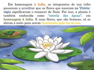 Em homenagem à índia, os integrantes de sua tribo
passaram a acreditar que as flores que nasciam na Vitória-
régia significavam o renascer de Naiá. Por isso, a planta é
também conhecida como “estrela das águas”, em
homenagem à índia. E suas flores, que são brancas, só se
abrem à noite para serem iluminadas pela luz da lua.
 