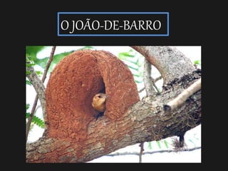 O JOÃO-DE-BARRO
 