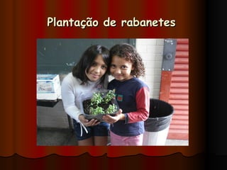 Plantação de rabanetes   