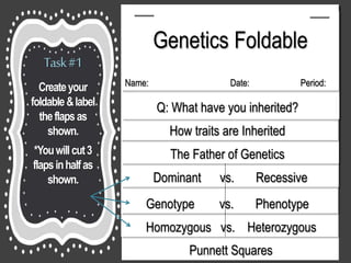 Name: Date: Period:
Genetics Foldable
Name: Date: Period:
Q: What have you inherited?
How traits are Inherited
The Father of Genetics
Dominant vs. Recessive
Genotype vs. Phenotype
Homozygous vs. Heterozygous
Punnett Squares
Task#1
Createyour
foldable&label
theflapsas
shown.
*Youwillcut3
flapsinhalfas
shown.
 