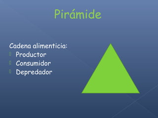 Pirámide
Cadena alimenticia:
 Productor
 Consumidor
 Depredador
 