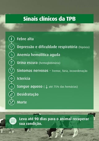 Sinais clínicos da TPB
Leva até 90 dias para o animal recuperar
sua condição.
Febre alta
Depressão e dificuldade respiratória (hipóxia)
Anemia hemolítica aguda
Urina escura (hemoglobinúria)
Sintomas nervosos - Tremor, fúria, incoordenação
Icterícia
Sangue aquoso ( até 75% das hemácias)
Desidratação
Morte
 