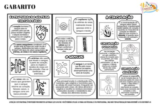 As artérias são vasos
que levam o sangue,
a partir do coração,
para os órgãos e
tecidos do corpo em
alta pressão. Elas se
ramificam em
arteríolas.
Para evitar o refluxo
do sangue as veias
são dotadas de
valvas que se
fecham conforme o
sangue sobe por
elas.
Sua principal função é a distribuição dos
nutrientes, gás oxigênio e hormônios para
as células do corpo humano. Enquanto vai
passando pelo corpo, ele deixa alimento e
oxigênio e recolhe os resíduos (excretas)
produzidos durante o metabolismo das
células dos diferentes tecidos.
O sangue já oxigenado
vai do coração para as
diversas partes do corpo.
Ele leva oxigênio para as
células, e retira delas o
gás carbônico,
retornando ao coração.
Após esse momento, ele
completa o ciclo,
retornando novamente
aos pulmões.
Na circulação
pulmonar, o sangue rico
em gás carbônico
passa do coração para
os pulmões, por meio
das artérias
pulmonares. Lá, ele se
oxigena, e depois
retorna ao coração
dentro das veias
pulmonares.
É a movimentação do
sangue pelos vasos
sanguíneos, impulsionada
pelas batidas do coração.
Quando os músculos do
coração se relaxam,
falamos que ocorreu a
diástole; e quando seus
músculos se contraem,
sístole.
As veias são os
vasos que garantem
que o sangue
retorne ao coração.
Nesses vasos, o
sangue corre em
baixa pressão.
ESTRUTURAS DO SISTEMA
CIRCULATÓRIO
ESTRUTURAS DO SISTEMA
CIRCULATÓRIO
O coração bombeia o
sangue para os
pulmões para que ele
possa receber oxigênio
e depois bombeia o
sangue rico em oxigênio
para o corpo.
Os vasos sanguíneos constituem uma
ampla rede de tubos por onde circula o
sangue, distribuídos por todo o corpo.
Existem três tipos de vasos sanguíneos: as
artérias, as veias e os vasos capilares.
O SANGUE
O SANGUE
O sangue é um tecido
que flui pelo nosso
sistema circulatório,
desempenhando uma
série de funções.
A CIRCULAÇÃO
A CIRCULAÇÃO
CIRCULAÇÃO
PULMONAR
CIRCULAÇÃO
PULMONAR
CIRCULAÇÃO
SISTÊMICA
CIRCULAÇÃO
SISTÊMICA
Os capilares ligam
as artérias às veias,
realizando trocas
gasosas entre o
sangue e tecido.
GABARITO
ATENÇÃO: Este material é protegido por direitos autorais (Lei 9.610/98). Você poderá utilizá-lo para uso pessoal e/ou profissional, mas não tem autorização para revendê-lo ou distribuí-lo.
Capivara
PEDAGÓGICA
 