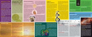 A BIOLOGIA E A FÍSICA
ÉLAN VITAL • Uma das mais importantes desco-
bertas da ciência moderna tem um aparente sa-
bor de negação que, no entanto, introduziu um
novo desafio diante da perplexidade que a natu-
reza oferece: não há substância vital ou elemento
primário que sejam particulares à vida. A procura
desse élan vital, que mobilizou muitos alquimis-
tas, mostrou-se infrutífera. A vida é uma manifes-
tação de uma forma sutil de organização de ele-
mentos encontrados no mundo inorgânico.
DOMÍNIO DA FÍSICA • A vida é, portanto, organi-
zação que possibilita processos de transforma-
ção (metabólicos) e de reprodução. E, nesse sen-
tido, ela é um assunto a ser tratado na escala mi-
croscópica.Esseé,porém,odomíniodafísica,pois
os fenômenos que acontecem nesse âmbito são
dominadosporinteraçõesquefogemànossaexpe-
riência cotidiana. Aí entra em cena a mecânica
quântica, teoria que descreve a natureza nas di-
mensões moleculares, atômicas e subatômicas.
No entanto, o fenômeno conhecido como vida con-
tinua sem explicação.
DOIS ENFOQUES • Ao analisar um organismo, o
biólogo estará interessado em descrever sua es-
trutura, fisiologia e suas partes, bem como qual
a função de cada uma delas. Já o físico tentará
entender como é a interação das forças em cada
uma dessas partes, para que o organismo consi-
ga realizar suas funções. E, num nível mais pro-
fundo, quais forças motivam o funcionamento
fisiológico e anatômico do organismo.
ENTROPIA E VIDA
TROCAS COM O MEIO • A vida é um fenômeno
que ocorre em sistemas abertos. Portanto, todos
os seres vivos mantêm uma intensa atividade de
trocadeenergia,matériaeinformaçãocomomeio
externo, o que torna difícil definir uma fronteira
clara. Uma das mais interessantes características
dos seres vivos é sua complexidade. Desde as
bactérias, com apenas alguns micrômetros de diâ-
metro (cerca de um milésimo de milímetro), até
seres complexos, como o Homo sapiens, todos os
seres vivos são compostos por moléculas de alto
grau de complexidade. Forma e função caminham
juntas, e parece que essa estreita relação é uma
exigência que garante a manutenção da vida.
AINDA SEM DEFINIÇÃO • Os seres vivos se carac-
terizam pela capacidade de manter suas funções,
apesar de estarem em constante troca com o meio
em volta deles. Átomos são trocados permanen-
ESCALAS DA BIOFÍSICA
DO MOLECULAR AO COSMOLÓGICO • Os siste-
mas que a biologia estuda têm diferentes níveis
(ou escalas):
i) na escala molecular (da ordem de 10-10
m,
ou seja, algo menor que um milionésimo de
milímetro), a biofísica estuda como as mo-
léculas se organizam e como a composição
delas permite o funcionamento de estruturas
ou dos seres vivos;
ii) nas escalas de 10-8
m a 10-6
m (objetos menores
que um milésimo do milímetro), a biofísica estu-
da o comportamento de aglomerados orga-
nizados, formados por diferentes molé-
culas, apresentando o que se pode cha-
mar de vida, como no caso dos vírus ou
das bactérias e dos protozoários;
iii) aumentando a escala, na ordem de
10-4
m a 10-2
m (de décimos de milímetro a
centímetros), são estudadas as estruturas
formadas por células com igual
funcionamento (órgãos) ou
aglomerados de micror-
ganismos, num nível de
organização ainda não
compreendido;
iv) na escala acima de
10-1
m (10 cm), diferentes
formas de vida são estu-
dadas, suas inter-relações
com o meio e as interações com outras formas de
vida. Mesmo nas escalas cosmológicas (maiores
que 106
m ou mil km), a biofísica tenta entender
como seria a vida se ela existisse fora da Terra,
bem como a influência de fatores planetários
no desenvolvimento e na adaptação da vida
terrestre.
MICRO, MESO E MACRO • Para cada es-
cala, há modelos que permitem analisar a
interação entre as estruturas e os sistemas.
Diferentes modelos podem ser usados para
entender o que acontece nas diferentes escalas:
nas escalas microscópicas, sabemos que estamos
na região da mecânica quântica; nas escalas
intermediárias, é preciso empregar uma teo-
ria que contenha tanto elementos da me-
cânica quântica quanto da física dos fe-
nômenosmacroscópicos(amecânicaclás-
sica ou newtoniana); nas escalas ma-
croscópicas, estamos nos domínios da
mecânicaclássica.
INSTRUMENTOS E EQUIPAMENTOS • Os
diferentes equipamentos desenvolvidos para es-
tudar sistemas físicos têm sido aplicados ao estudo
daqueles na biologia. Exemplos desses equipa-
mentos:osmicroscópioseletrônicos,quenospos-
sibilitam ver a matéria em escalas diminutas;
a ressonância magnética nuclear, que também
é largamente empregada como aparelho de
diagnóstico na medicina; os magnetômetros
Squid, detectores extremamente sensíveis; os
difratômetros de raios X, uma das mais poderosas
ferramentas para a análise de materiais.
temente, de forma que um indivíduo não é uma co-
leçãoconstantedeles,nemdemoléculas.Háumfluxo
permanente de energia e informação. Com isso, o or-
ganismo consegue manter sua organização e, em
troca,desorganizaomeioemquevive.
CONCEITO REVOLUCIONÁRIO • A termodinâmi-
ca estuda as características macroscópicas (volu-
me, pressão, temperatura etc.) de um sistema, sem
se importar com o comportamento das partes que
o compõe. Quando estas são levadas em conside-
ração, essa área da física tem que ser estudada atra-
vés da mecânica estatística. E é aqui que surge um
dos conceitos mais revolucionários da física: o da
entropia.
DESORDEM MÁXIMA • Todo sistema físico sempre
evolui, espontaneamente, para situações de máxima
entropia. Essa é conhecida como a segunda lei da
termodinâmica. Porém, ela só é valida para sistema
fechados, ou seja, que não trocam energia, matéria
e informação com o meio.
PRETO NO BRANCO • Todo sistema natural, quando
deixado livre, evolui para um estado de máxima de-
sordem,correspondenteaumaentropiamáxima.De-
sordem, porém, é entendida aqui como a falta de
localização espacial. Por exemplo, abra uma lata de
tinta branca e pingue sobre ela uma gota de tinta
preta.Inicialmente,épossívellocalizarespacialmente
a gota, ou seja, apontar com precisão onde ela está,
pois o sistema ainda está organizado (ou com baixo
grau de desordem). Passado muito tempo, a gota
terá se espalhado de tal modo que fica impossível
localizá-la ou mesmo reconhecer que ela esteve ali.
Aumentou a desordem (ou a entropia) do sistema.
FLECHA DO TEMPO • O conceito de entropia contri-
bui para a compreensão de um dos maiores misté-
rios do universo: o tempo nunca volta ao passado. E
isso está relacionado como o fato de a entropia sem-
pre crescer em um sistema fechado. Assim, em um
processo qualquer, se a entropia de uma das partes
dosistemadiminuir,necessariamentehaveráaumen-
to dela em outras partes. Esse fato (ou seja, o siste-
ma sempre evoluir rumo a um grau maior de desor-
dem) nos define o sentido da flecha do tempo.
O DNA E O
CÓDIGO GENÉTICO
MOLÉCULA DA VIDA • Todos os seres vivos têm
uma molécula, o ácido desoxirribonucléico (DNA),
muito extensa (pode atingir, se esticada, mais de
um metro de comprimento), composta por duas fi-
tas que se juntam formando uma dupla hélice. Po-
demos imaginá-la também com o formato de uma
escada retorcida. Essa estrutura complexa é funda-
mental para a perpetuação da vida.
QUATRO BASES • Cada uma das duas fitas do DNA
é constituída por quatro bases: adenina (A),
timina (T), guanina (G) e citosina (C). Essas
bases nitrogenadas (assim chamadas por
conteremnitrogênioemsuacomposição)se
ligam a uma molécula de açúcar (desoxir-
ribose) e a um grupo de átomos que con-
tém o elemento químico fósforo, formando
o chamado nucleotídeo. Caso imaginemos
a molécula de DNA como uma escada, as
laterais dela seriam formadas pela
desoxirribose e pelo grupo fosfato. Já os
degraus seriam feitos pela ligação entre
duas bases nitrogenadas.
PONTES DE HIDROGÊNIO • A ligação en-
tre os nucleotídeos de uma fita é extre-
mamente forte, enquanto a ligação entre
as bases de duas fitas é fraca, feita atra-
vés das chamadas pontes de hidrogênio,
a mesma ligação química responsável por
manter unidas as moléculas de água no estado lí-
quido e sólido. Só é possível a ligação entre deter-
minadas bases: A liga-se à base T, enquanto a G só
pode se ligar à C. Ligações entre as bases A e T, por
exemplo, não ocorrem.
HÉLICES IDÊNTICAS • Durante o ciclo de vida de
uma célula, o DNA passa por uma divisão. As liga-
ções entre as fitas são desfeitas (como se os de-
graus da escada fossem cerrados ao meio) através
da participação de outras moléculas (enzimas ex-
tremamente especializadas) que ajudam na divi-
são e se recombinam de forma a produzir duas hé-
lices duplas idênticas à original. Esse processo é de
uma complexidade extrema, e pouco se conhece
sobre os diversos mecanismos envolvidos.
SUTILEZAS DESCONHECIDAS • O DNA
tem um código que fornece à célula a in-
formação necessária para a fabricação de
proteínas e de outras moléculas essenciais para
o metabolismo. Essa informação deve ser pre-
servada no novo organismo para garantir
sua sobrevivência. O processo é elabo-
rado e exige a participação de várias
outras moléculas – ácido ribonucléico
(RNA), ácido ribonucléico mensageiro (RNAm),
enzimas, proteínas etc. – que ‘aceleram’ (ca-
talisam) as reações e facilitam a reprodução.
Mas o processo em si, com todas suas
sutilezas, permanece desconhecido.
NEURÔNIOS
ESPALHADOS PELO CORPO •
Um dos desafios mais intri-
gantes na biofísica é a ques-
tão da memória. Sabemos
que temos vários bilhões de
neurônios, além de outras cé-
lulas localizadas no cérebro
(as células gliais, por exemplo). Os neurônios, por
sua vez, estão espalhados pelo corpo (com maior
concentração no cérebro) e são responsáveis, em
parte, pela transmissão de estímulos sensoriais.
SUBSTÂNCIAS LIBERADAS • Um neurônio é cons-
tituído por um corpo celular, dendritos (‘ramifica-
ções’ que partem desse corpo) e uma ‘cauda’ (ex-
tensão), o axônio. Quando estimulado, ele produz
uma diferença de potencial que gera uma tênue
corrente elétrica. Esse estímulo elétrico se pro-
paga e permite que ele libere substâncias espe-
cíficas (neurotransmissores) que fazem o contato
dele com neurônios vizinhos, formando sinapses.
Esse conjunto de células interligadas forma uma
rede que mantém semelhança com redes de sis-
temas físicos.
COMPUTADOR BIOLÓGICO • Não se sabe como,
mas a rede de neurônios tem a capacidade de
gerar informação. Temos lembranças graças a
esse complexo sistema de células. O estudo do
cérebro e de suas redes (redes neurais) tem con-
tribuído para o desenvolvimento de sistemas de
informação que podem levar a um computador
biológico.
APLICAÇÕES
TÉCNICAS, DROGAS E TERAPIAS • A biofísica tem levado ao desenvolvimento de técnicas de diagnós-
tico como a tomografia ou a ressonância magnética nuclear, bem como à produção de drogas ou à
descoberta de substâncias que podem ser assimiladas pelo organismo, auxiliando na cura de doenças.
Novas terapias, como a hipertermia magnética (aumento da temperatura corporal com a ajuda da
VIDA EXTRATERRESTRE
ALÉM DA IMAGINAÇÃO • A enorme extensão
de nossa galáxia, a Via Láctea, com mais de
100 mil anos-luz de diâmetro e aproximadamen-
te 1011
estrelas, pode abrigar outros sistemas
planetários em que a estrela é semelhante ao
Sol e onde há possibilidade de existir vida em
diferentes formas.
VIDA FORA DA TERRA? • Como dizer que não
exista vida fora da Terra? Mesmo que ela tenha
se desenvolvido em sistemas semelhantes ao
nosso, talvez o Homo sapiens esteja condena-
do a desconhecê-la. As dimensões que nos se-
param de qualquer outro desses possíveis sis-
temas planetários são tão grandes que a infor-
mação levaria mais tempo para chegar a nós do
aquele destinado à nossa permanência na Ter-
ra. Eis aí, portanto, outro dos grandes desafios
da física na biologia: a procura de vida extra-
terrestre.
COMPLEXIDADE
QUATRO ÁTOMOS DE FERRO • As moléculas que
participam da vida são complexas. A hemoglobina,
por exemplo, é uma proteína presente nas células
vermelhas do sangue de animais e tem mais de 8
mil átomos. Nela, encontram-se só quatro átomos
de ferro, localizados em posições estratégicas e
que são capazes de capturar oxigênio nos pulmões
e liberá-lo para o tecido, mantendo as células vi-
vas. Os mecanismos de captura
e liberação são extremamen-
te complexos, e verifica-se
que há uma cooperação en-
tre os átomos de ferro da
hemoglobina.Essaproprie-
dade está associada à ge-
ometria da molécula que,
em última análise, é defini-
da pelos tipos de ligações
atômicas.
FERRAMENTAS PARA MACROMOLÉCULAS •
O estudo da estrutura de uma macromolécula, co-
mo a das proteínas, baseia-se nas leis da mecâ-
nica quântica, do eletromagnetismo e da mecâni-
ca clássica. As ferramentas usadas para estudar
esse tipo de biomolécula (como a difração de raios
X, a ressonância magnética nuclear e a ressonância
paramagnética eletrônica) foram desenvolvidas
pela física.
CANAIS DE PASSAGEM • As células que consti-
tuem um organismo são limitadas por uma mem-
brana na qual se encontram proteínas que
formam canais que permitem a passa-
gem de determinados elementos e
bloqueiam a entrada de outros. As
membranas são compostas por uma
camada dupla de moléculas bipolares,
nas quais uma das extremidades se
afasta da água, ou seja, é hidrofóbica.
Oestudodasligaçõesmolecularesque
permitem manter estável a membrana
é um dos temas importantes da biofísica.
para a preservação de espécies. Como esses or-
ganismos conseguem detectar e elaborar a infor-
mação desses fatores? Como funciona o relógio bio-
lógico? São perguntas ainda sem resposta.
OTIMIZADOS PELA NATUREZA • A física tem de-
senvolvido sistemas de detecção que nos permi-
tem compreender o funcionamento daqueles que
a própria natureza já se encarregou de fabricar
em diversos seres vivos. Assim, animais têm
detectores de luz mais sofisticados que os cons-
truídos pelo homem, bem como detectores de subs-
tâncias químicas mais sensíveis que os mais mo-
dernos equipamentos de análise de materiais. Os
peixes da família dos elasmobrânquios, como o tu-
barão e a raia, são capazes de detectar campos
magnéticos. Tubarões brancos podem sentir um
campo elétrico até 20 mil vezes menor que 1 volt,
equivalente ao da batida do coração de um peixe.
E, assim, há outros exemplos de detectores que
têm analogia com aparelhos já desenvolvidos pela
ciência, porém com dimensões e sensibilidade
otimizadas pela natureza.
DETECTORES BIOLÓGICOS
MIGRAR É PRECISO • Todos os seres vivos estão
em permanente contato com o meio externo (ou se-
ja, com todo o espaço além da membrana) e são
capazes de perceber pequenas mudanças desse
ambiente, uma vez que eles mesmos são parte
dele. Muitos animais mudam periodicamente seus
locais de moradia, num processo conhecido como
migração. Assim, por exemplo, as andorinhas, os
salmões,osmacacos,asformigas,asborboletas,os
albatrozes migram, às vezes, milhares de quilô-
metros. A migração é fundamental para a preser-
vação da espécie.
PERGUNTAS SEM RESPOSTA • Como, porém, os
indivíduos sabem a hora de iniciar a jornada ou a
rota? O Sol, a Lua, as estrelas, o campo magnético
terrestre desempenham papel importante. A pola-
rização da luz (ou seja, o plano em que ela vibra)
também é um fator usado para a orientação. Enfim,
os fatores físicos do meio são elementos essenciais
EVOLUÇÃO POR
SELEÇÃO NATURAL
SEMELHANTE, MAS NÃO IGUAL • Os seres vivos
têm a capacidade de se reproduzir. Bactérias, por
exemplo, após certo tempo, dividem-se, originando
duas novas bactérias semelhantes, mas não comple-
tamente idênticas à ‘mãe’. Em organismos mais
complexos, como animais ou plantas, a reprodução é
um processo mais elaborado. O importante é com-
preender que o novo indivíduo é semelhante ao que
lhe deu origem, mas nunca exatamente igual. Essa
pequena diferença é que permite a adaptação ao
novo meio, alterado pela presença de organismos
que viveram anteriormente nele. É esse mecanismo
que permite uma evolução por seleção natural,
pois, a cada geração, novos organismos surgem, e
aqueles que têm maior capacidade de adaptação
poderão se proliferar.
aplicação no paciente de campo e compostos
magnéticos) ou a deposição de drogas com o
auxílio de nanopartículas magnéticas, têm se
mostrado eficientes.
 