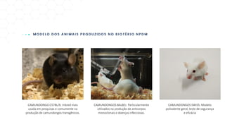 CAMUNDONGO C57BL/6: Inbred mais
usada em pesquisas e comumente na
produção de camundongos transgênicos.
CAMUNDONGOS BALB/c: Particularmente
utilizados na produção de anticorpos
monoclonais e doenças infecciosas.
CAMUNDONGOS SWISS: Modelo
polivalente geral, teste de segurança
e eficácia
 