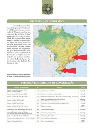 DISTRIBUIÇÃO GEOGRÁFICA
	         A família Cactaceae é re-
presentada por aproximadamen-
te 1.300 espécies, todas, com ex-
ceção de Rhipsalis baccifera, são
endêmicas das Américas. O Brasil
abriga o terceiro centro de diver-
sidade das cactáceas, logo após o
México e sul dos Estados Unidos
e a região dos Andes que inclui
a Bolívia, Argentina e o Peru. No
Brasil ocorrem cerca de 230 es-
pécies incluídas em 34 gêneros,
das quais 184 são endêmicas do
território nacional. Em termos de
diversidade, as regiões mais im-
portantes no contexto brasileiro
são o leste do Brasil (Bahia e Mi-
nas Gerais) e o Sul do Brasil (Rio
Grande do Sul).




 Figura 1- Principais centros de distribuição
da família Cactaceae no território brasileiro




                           PRESENÇA EM UNIDADES DE CONSERVAÇÃO
             Unidades de Conservação            uf                                  Espécies                                Bioma
 Parque Nacional de Sempre Vivas
                                                MG   Uebelmannia pectinifera                                               Cerrado
 Parque Estadual Biribiri
 Parque Nacional da Serra do Cipó               MG   Arthrocereus melanurus subsp. odorus                                  Cerrado
 Parque Estadual da Serra do Cabral             MG   Arthrocereus rondonianus, Pilosocereus aurisetus subsp. aurilanatus   Cerrado
                                                     Brasilicereus markgrafii, Discocactus horstii,                        Caatinga,
 Parque Estadual Grão Mogol                     MG
                                                     Micranthocereus auriazureus                                           Cerrado
 Parque Estadual Serra Negra                    MG   Cipocereus crassisepalus, Uebelmannia gummifera                       Cerrado
                                                                                                                            Mata
 Parque Estadual da Serra da Tiririca           RJ   Rhipsalis cereoides
                                                                                                                           Atlântica
 Floresta Nacional de Contendas do Sincorá      BA   Espostoopsis dybowskii                                                Caatinga
 Área de Proteção Ambiental Grutas
                                                BA   Melocactus pachyacanthus                                              Caatinga
 dos Brejões / Veredas do Romão Gramacho
Parque Estadual do Morro do Chapéu              BA   Melocactus glaucescens                                                Caatinga
Monumento Natural Cachoeira do Ferro Doido      BA   Micranthocereus polyanthus                                            Caatinga
                                                                                                                            Mata
Parque Nacional da Tijuca                       RJ   Pilosocereus brasiliensis
                                                                                                                           Atlântica
 