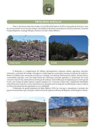 PRINCIPAIS AMEAÇAS
                 	      Vinte e oito táxons estão relacionados na Lista Oficial de Espécies da Flora Ameaçadas de Extinção e mais
                 de cem encontram-se em risco de extinção. Há evidências de táxons ameaçados em diversos ambientes, incluindo
                 Campos Rupestres, Caatinga, Pampas, Pantanal, Cerrado e Mata Atlântica.
Suelma Silva




                                                                                                                                   Marlon Machado
                    Campo rupestre                                             Restinga




                 	        A destruição e a fragmentação de hábitats (desmatamento, expansão urbana, agricultura, pecuária,
                 mineração, construção de estradas e barragens) e coleta ilegal são as principais ameaças às espécies de cactáceas.
                 Dentre os hábitats mais ameaçados encontra-se a restinga, com diversas fitofisionomias (dunas, florestas baixas,
                 comunidades rupícolas), com uma longa história de colonização incluindo agricultura e urbanização em escala
                 crescente, hoje em dia culminando na construção de rodovias, total modificação da vegetação para construção de
                 resorts com campos de golfe, hipismo, esportes aquáticos etc. Cactaceae muitas vezes, amplamente distribuídas
                 como Melocactus violaceus e Cereus fernambucensis, desapareceram ao longo de sua distribuição e não se conhece
                 os efeitos do isolamento das populações na sua viabilidade.
                 	        A destruição de grande proporção da Mata Atlântica (95%) faz com que a manutenção e proteção dos
                 poucos remanescentes seja crucial para a sobrevivência de espécies endêmicas de Rhipsalis, Schlumbergera e Hatiora.
Marlon Machado




                                                                                                                                   Marlon Machado




                    Desmatamento em área de ocorrência de Cactáceas            Atividade de Mineração em hábitat de
                                                                               Melocactus deinacanthus
 