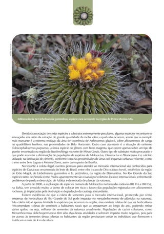 Marlon Machado




                     Inflorescência de Uebelmannia gummifera, espécie rara ocorrente na região de Pedra Menina-MG.


                 	
                 	        Devido à associação de certas espécies a substratos extremamente peculiares, algumas espécies encontram-se
                 ameaçadas em razão da extração de grande quantidade da rocha sobre a qual estas ocorrem, sendo que o exemplo
                 mais marcante é a extrema redução da área de ocorrência de Arthrocereus glaziovii, sobre afloramentos de canga
                 no quadrilátero ferrífero, nas proximidades de Belo Horizonte. Outro caso alarmante é a situação do raríssimo
                 Coleocephalocereus purpureus, a única espécie do gênero com flores magenta, que ocorre apenas sobre um tipo de
                 granito encontrado na região de Itaobim/Itinga no norte de Minas Gerais. Outro tipo de substrato muito procurado e
                 que pode acarretar a diminuição de populações de espécies de Melocactus, Discocactus e Pilosocereus é o calcário
                 utilizado na fabricação de cimento, conforme visto nas proximidades de áreas sob expansão urbana crescente, como
                 o eixo entre Sete Lagoas e Montes Claros, assim como perto de Brasília.
                 	        No tocante à coleta ilegal, eventos pontuais para atender ao mercado internacional são conhecidos para
                 espécies de Cactáceas ornamentais do leste do Brasil, entre eles o caso de Discocactus horstii, endêmico da região
                 de Grão Mogol, de Uebelmannia gummifera e U. pectinifera, da região de Diamantina. No Rio Grande do Sul,
                 espécies tanto de Parodia como Frailea aparentemente são visadas por coletores locais e internacionais, enfrentando
                 problemas de perda e destruição de hábitat e de retirada de plantas da natureza.
                 	        A partir de 2000, a exploração de espécies comuns de Melocactus na beira das rodovias BR 116 e BR 052,
                 na Bahia, tem crescido muito, a ponto de colocar em risco o futuro das populações registradas em afloramentos
                 rochosos, já impactadas pela destruição e degradação da caatinga circundante.
                 	        Existem evidências de que a coleta de sementes para o mercado internacional, promovida por certas
                 empresas de horticultura do Rio Grande do Sul pode impactar no reestabelecimento de plântulas na natureza.
                 Esta coleta não é apenas limitada às espécies que ocorrem na região, mas existem relatos de que os horticultores
                 ‘encomendam’ coletas de sementes a habitantes rurais que as armazenam ao longo do ano, podendo retirar
                 vários quilos, ou seja, milhares de sementes da natureza anualmente. Populações de cactos colunares, como
                 Micranthocereus dolichospermaticus têm sido alvo destas atividades e sofreram impacto muito negativo, pois para
                 ter acesso às sementes dessas plantas os habitantes da região precisavam cortar os indivíduos que florescem e
                 frutificam a mais de 4 m de altura.	
 