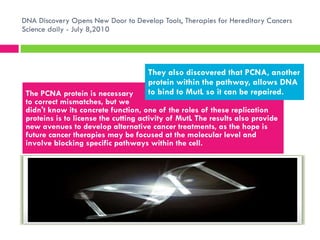 DNA Discovery Opens New Door to Develop Tools, Therapies for Hereditary Cancers Science daily - July 8,2010 The PCNA protein is necessary  to correct mismatches, but we  didn't know its concrete function, one of the roles of these replication proteins is to license the cutting activity of MutL The results also provide new avenues to develop alternative cancer treatments, as the hope is future cancer therapies may be focused at the molecular level and involve blocking specific pathways within the cell. They also discovered that PCNA, another protein within the pathway, allows DNA to bind to MutL so it can be repaired. 