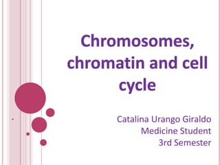 Chromosomes, chromatin and cellcycle Catalina Urango Giraldo Medicine Student 3rd Semester 