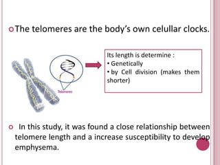 the results obtained in this research indicates that short telomeres plus cigarette smoke might accelerates aging in the lung in some individuals.Short telomereCells can notlonger divideIncreasesrisktodevelopemphysemalungdamage