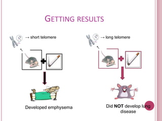 Observationin my opinion, it is important to keep searching about diseases that can be related to the telomere length, so it can be determine how the susceptibility to a disease can be affected and what can be done to improve health with age. 