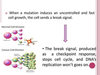 ObservationIn my opinion, every research that leads medicine to a better understanding of how cancer “operates” in the body, represents one more step to find a treatment.