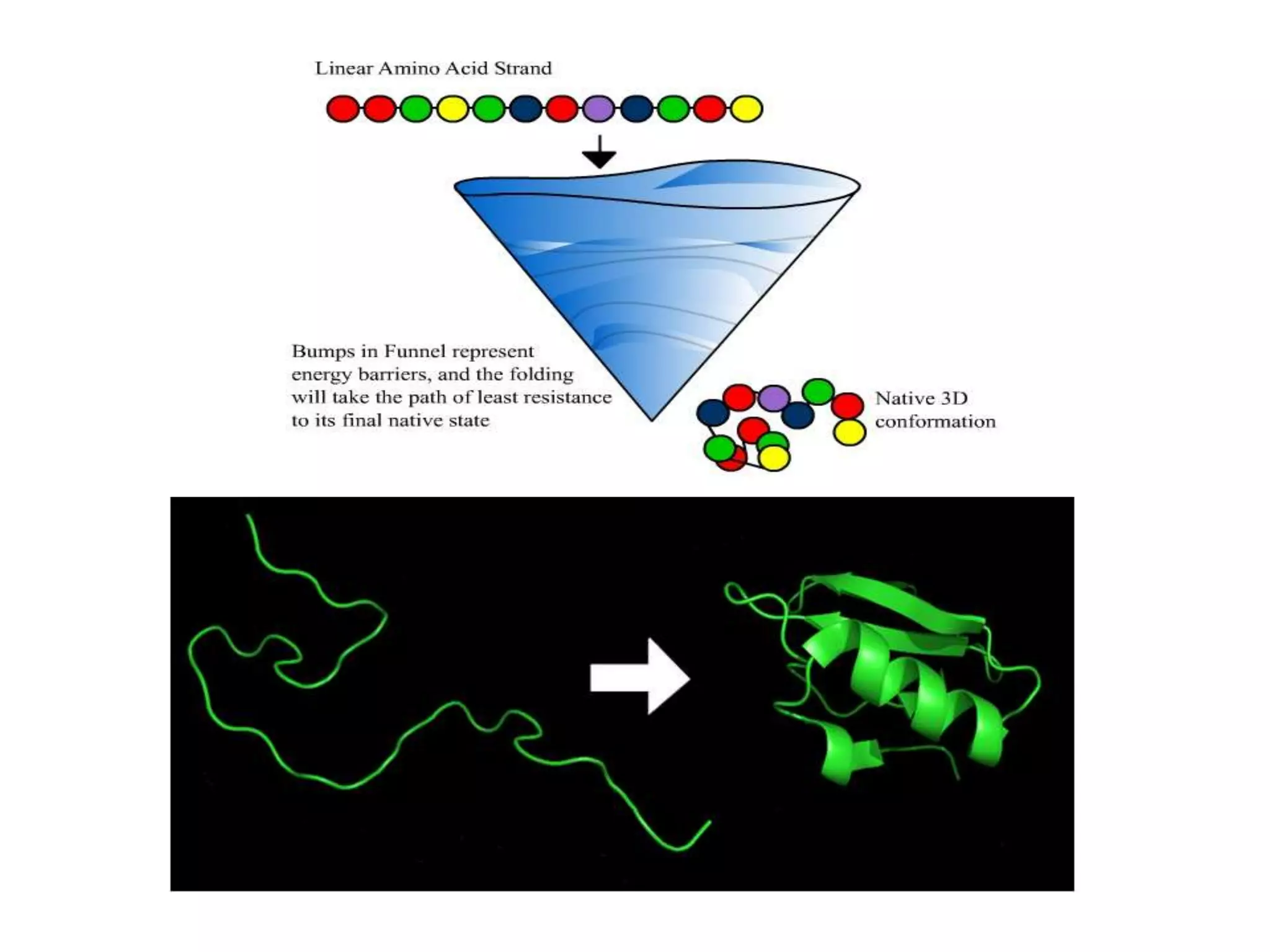 Protein Folding | PPT | Free Download