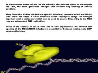 To determinate where within the six subunits, the helicase opens to encompass
the DNA, the team generated linkages that blocked ring opening at various
positions.
They found that if they blocked one specific interface, between MCM2 and MCM5,
DNA could not enter. A small molecule called rapamycin brings the linkages
together; such a molecular switch can be used to control DNA entry to the MCM
ring and subsequent DNA replication.
“Both in the context of our in vitro and in vivo experiments, we showed that
opening of the MCM2/MCM5 interface is essential for helicase loading onto DNA”
explains Christian.
 