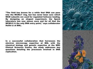 "The field has known for a while that DNA can pass
into the MCM2-7 ring, but has never been sure which
MCM subunits are used for regulated helicase loading.
By designing an elegant experiment, the Speck
laboratory has now shown once and for all that the
MCM2-5 is the only DNA entry point," says collaborator
Huilin Li at BNL.
In a successful collaboration that harnesses the
electron microscopy expertise at BNL with the
chemical biology and genetic expertise at the MRC
Clinical Sciences Centre, the study addresses key
questions detailing the processes involved in DNA
replication.
 