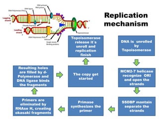 Replication
mechanism
DNA is unrolled
by
Topoisomerase
MCM2-7 helicase
recognize ORI
and open the
strands
SSDBP mantain
separate the
strands
Primase
synthesizes the
primer
Primers are
eliminated by
RNAse H, creating
okasaki fragments
Resulting holes
are filled by d-
Polymerase and
DNA ligase binds
the fragments
The copy get
started
Topoisomerase
release it´s
unroll and
replication
finish
 