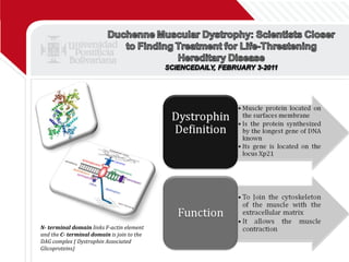 N- terminal domain  links F-actin element and the  C- terminal domain  is join to the DAG complex ( Dystrophin Associated Glicoproteins) 