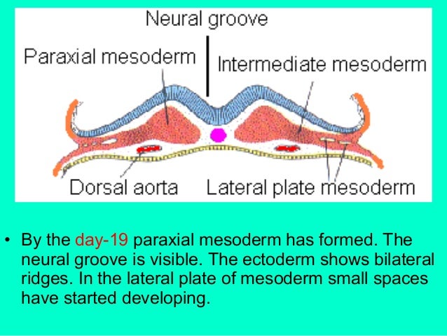 Folding of embryo