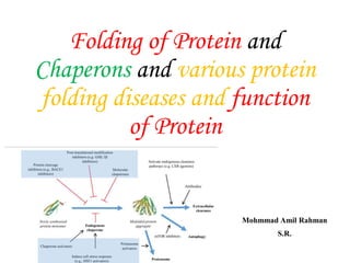 Folding of Protein and
Chaperons and various protein
folding diseases and function
of Protein
Mohmmad Amil Rahman
S.R.
 
