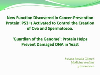 New Function Discovered in Cancer-Prevention Protein: P53 Is Activated to Control the Creation of Ova and Spermatozoa. 'Guardian of the Genome': Protein Helps Prevent Damaged DNA in Yeast Susana Posada Gómez Medicine student 3rd semester 