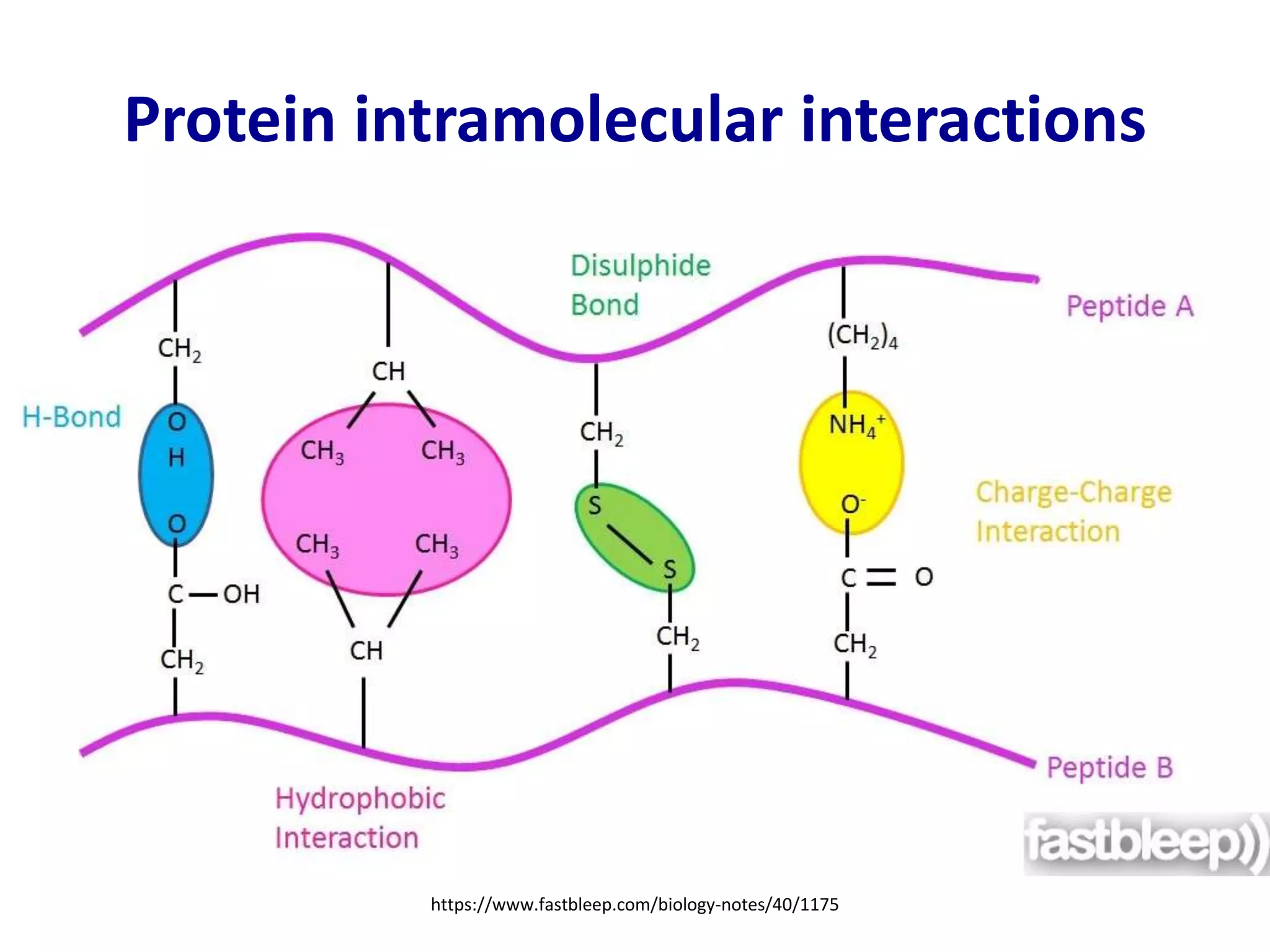 Protein intramolecular interactions
https://www.fastbleep.com/biology-notes/40/1175
 