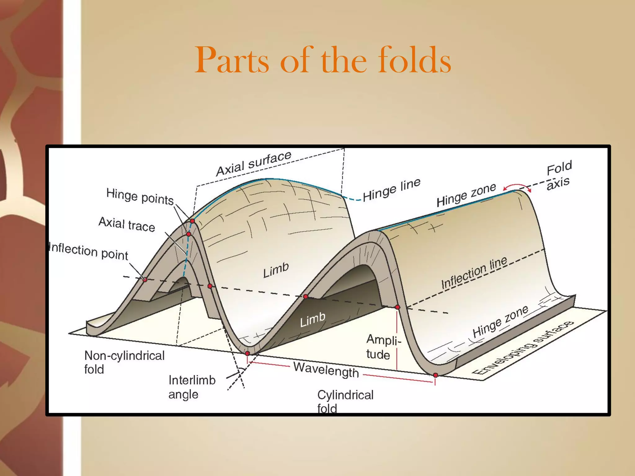 Parts of the folds  