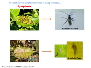 Tea Pathogens Foldscope DBT Victus Labs | PDF