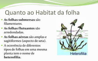 Quanto ao Habitat da folha
 As folhas submersas são
  filamentares.
 As folhas flutuantes são
  arredondadas.
 As folhas aéreas são amplas e
  sagitiformes (aspecto de seta).
 A ocorrência de diferentes
  tipos de folhas em uma mesma
  planta tem o nome de
  heterofilia.
 
