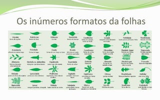 Os inúmeros formatos da folhas
 