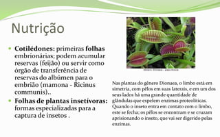 Nutrição
 Cotilédones: primeiras folhas
  embrionárias; podem acumular
  reservas (feijão) ou servir como
  órgão de transferência de
  reservas do albúmen para o
  embrião (mamona - Ricinus          Nas plantas do gênero Dionaea, o limbo está em
                                     simetria, com pêlos em suas laterais, e em um dos
  communis)..                        seus lados há uma grande quantidade de
 Folhas de plantas insetívoras:     glândulas que expelem enzimas proteolíticas.
  formas especializadas para a       Quando o inseto entra em contato com o limbo,
                                     este se fecha; os pêlos se encontram e se cruzam
  captura de insetos .               aprisionando o inseto, que vai ser digerido pelas
                                     enzimas.
 