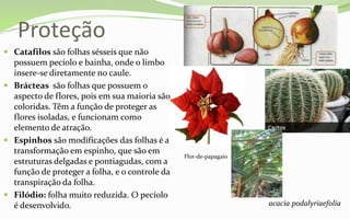 Proteção
 Catafilos são folhas sésseis que não
  possuem pecíolo e bainha, onde o limbo
  insere-se diretamente no caule.
 Brácteas são folhas que possuem o
  aspecto de flores, pois em sua maioria são
  coloridas. Têm a função de proteger as
  flores isoladas, e funcionam como
  elemento de atração.
 Espinhos são modificações das folhas é a
  transformação em espinho, que são em
                                                Flor-de-papagaio
  estruturas delgadas e pontiagudas, com a
  função de proteger a folha, e o controle da
  transpiração da folha.
 Filódio: folha muito reduzida. O pecíolo
  é desenvolvido.                                                  acacia podalyriaefolia
 