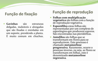 Função de fixação                     Função de reprodução
                                      Folhas com multiplicação
                                       vegetativa são folhas com a função
 Gavinhas      são     estruturas     de reprodução vegetativa.
  delgadas, maleáveis e alongadas     Esporófilos estas folhas são
  que são fixadas e enroladas em
                                       representadas por um complexo de
                                       esporângios que produzem esporos.
  um suporte, prendendo a planta.      São encontradas nas pteridófitas.
  É muito comum em chuchus.           Antofilos são folhas que se
                                       transformam em flores para se
                                       reproduzirem. Este processo é
                                       chamado metamorfose
                                       progressiva. Raramente, ocorre o
                                       processo inverso, ou seja, as flores se
                                       transformam em folhas, este é
                                       denominado metamorfose
                                       regressiva.
 