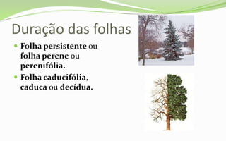 Duração das folhas
 Folha persistente ou
  folha perene ou
  perenifólia.
 Folha caducifólia,
  caduca ou decídua.
 