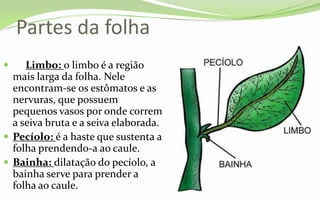 Partes da folha
    Limbo: o limbo é a região
  mais larga da folha. Nele
  encontram-se os estômatos e as
  nervuras, que possuem
  pequenos vasos por onde correm
  a seiva bruta e a seiva elaborada.
 Pecíolo: é a haste que sustenta a
  folha prendendo-a ao caule.
 Bainha: dilatação do pecíolo, a
  bainha serve para prender a
  folha ao caule.
 