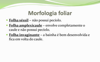 Morfologia foliar
 Folha séssil – não possui pecíolo.
 Folha amplexicaule – envolve completamente o
  caule e não possui pecíolo.
 Folha invaginante – a bainha é bem desenvolvida e
  fica em volta do caule.
 