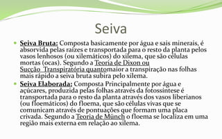 Seiva
 Seiva Bruta: Composta basicamente por água e sais minerais, é
  absorvida pelas raízes e transportada para o resto da planta pelos
  vasos lenhosos (ou xilemáticos) do xilema, que são células
  mortas (ocas). Segundo a Teoria de Dixon ou
  Sucção Transpiratória quantomaior a transpiração nas folhas
  mais rápido a seiva bruta subira pelo xilema.
 Seiva Elaborada: Composta Principalmente por água e
  açúcares, produzida pelas folhas através da fotossíntese é
  transportada para o resto da planta através dos vasos liberianos
  (ou floemáticos) do floema, que são células vivas que se
  comunicam através de pontuações que formam uma placa
  crivada. Segundo a Teoria de Münch o floema se localiza em uma
  região mais externa em relação ao xilema.
 
